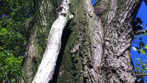 Bomen rooien in Andel